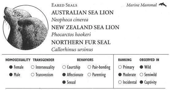 AUSTRALIAN NEW ZEALAND SEA LIONS IDENTIFICATION Males reach 810 feet in - фото 91