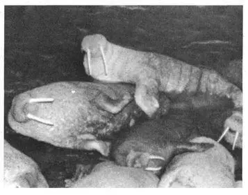 Frequency Male Walruses engage in homosexual activities frequently during the - фото 93