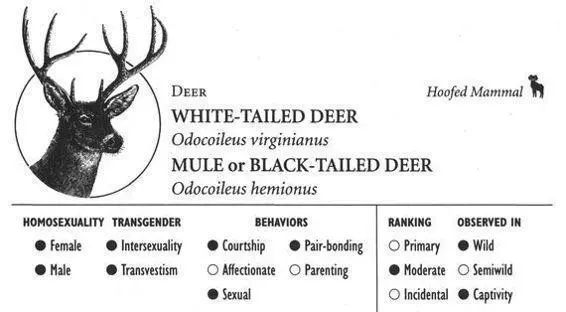 WHITETAILED DEER IDENTIFICATION A mediumsized deer approximately 3 feet - фото 95