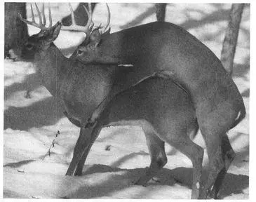 A transgendered velvethorn Whitetailed Deer Two types of gendermixing - фото 96