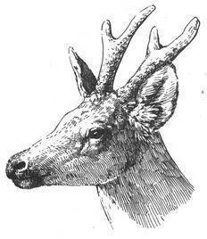 Two types of gendermixing females also occur among Whitetailed and Mule Deer - фото 97