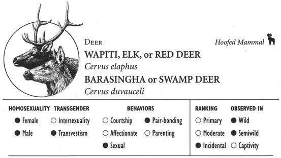 WAPITIRED DEER IDENTIFICATION A large deer standing 45 feet at the - фото 98