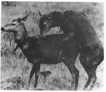 Among Red Deer gendermixing individuals with various antler configurations - фото 99