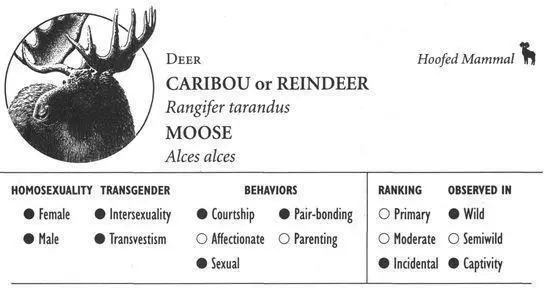 CARIBOU IDENTIFICATION A mediumsized deer typically with a grayish brown - фото 100