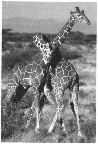 Frequency Homosexual activity is common in Giraffes and in many cases is - фото 103