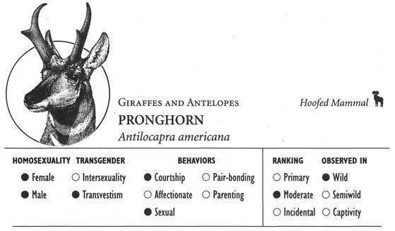 IDENTIFICATION A deersized mammal with distinctive sharply forked horns in - фото 104