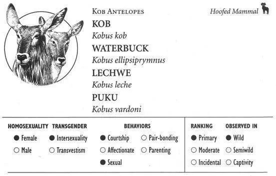 KOB IDENTIFICATION A large grazing antelope with a reddish coat white - фото 106