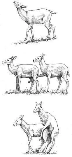 Following homosexual mounting female Kob may engage in inguinal nuzzling - фото 107