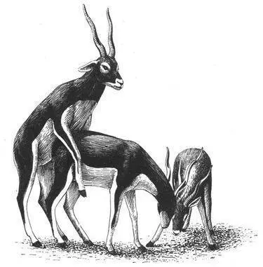 In Thomsons Gazelles male homosexual mounting may occur in a variety of - фото 110