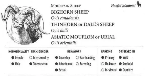 BIGHORN SHEEP IDENTIFICATION A large wild sheep weighing up to 300 pounds - фото 111