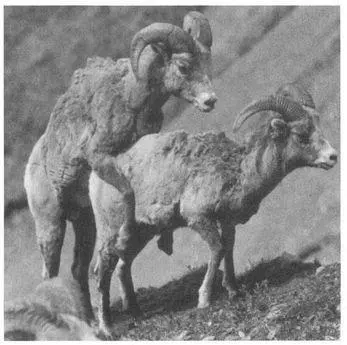 So pervasive and fundamental is samesex courtship and sexuality in Bighorns - фото 112