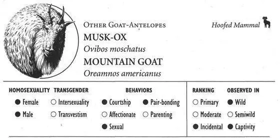 MUSKOX IDENTIFICATION A large 68footlong mammal with long shaggy fur - фото 113