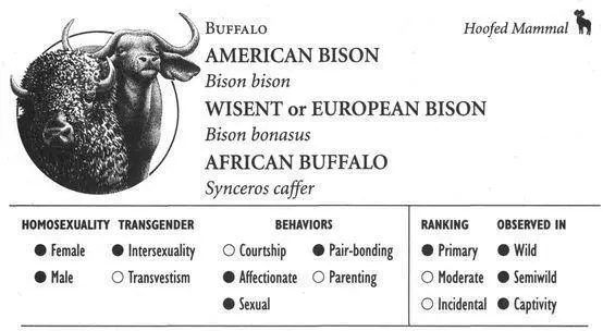 AMERICAN BISON IDENTIFICATION An enormous buffalo up to 6½ feet high with - фото 115