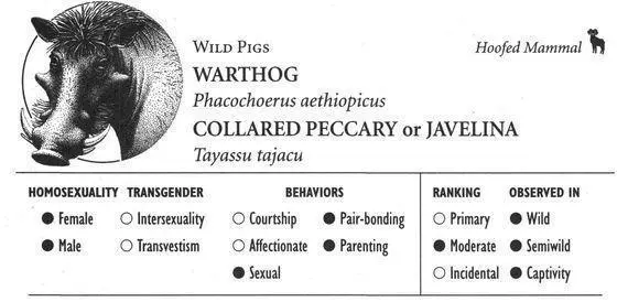 WARTHOG IDENTIFICATION A 35footlong wild pig with a large head prominent - фото 117