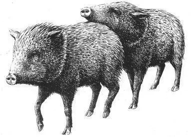 Frequency Homosexual mounting occurs commonly in Collared Peccaries during - фото 118