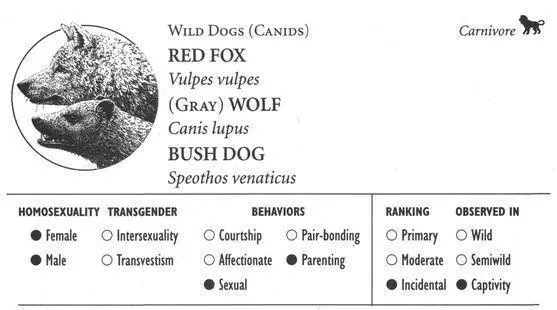 RED FOX IDENTIFICATION A small canid body length up to 3 feet with a bushy - фото 124