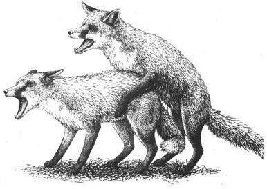 Nonreproductive and Alternative Heterosexualities In all three of these wild - фото 125