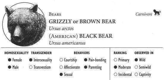 GRIZZLY BEAR IDENTIFICATION A huge bear 710 feet tall with dark brown - фото 126