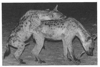 Two female Spotted Hyenas nuzzling and sniffing each others genitals during - фото 129
