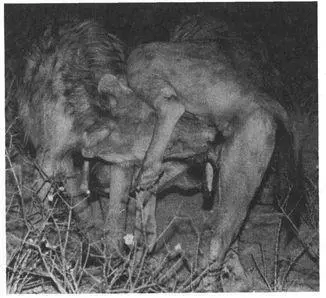Frequency All adult female Spotted Hyenas have enlarged clitorides and labial - фото 130