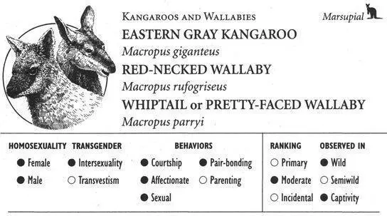 EASTERN GRAY KANGAROO IDENTIFICATION A large over 3 foot tall kangaroo with - фото 131