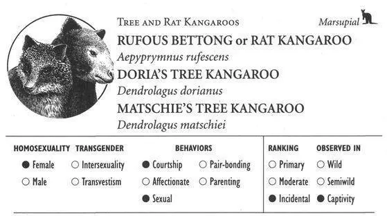 RUFOUS BETTONG IDENTIFICATION A small 67 pound rodentlike kangaroo with - фото 132