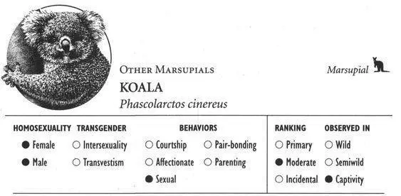 IDENTIFICATION A bearlike marsupial with woolly brown or gray fur large black - фото 133