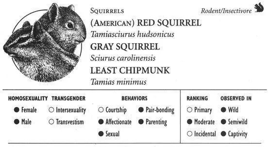 RED SQUIRREL IDENTIFICATION A mediumsized 1015 inch primarily - фото 136