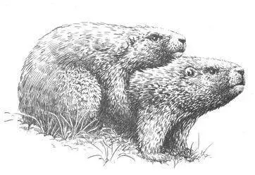 Frequency Homosexual behavior is quite common in Marmots in one study of - фото 138