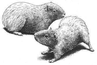 Dwarf Cavies also sometimes bond with animals of the same sex forming - фото 140