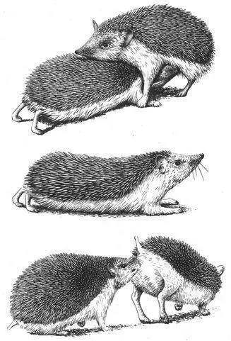 Orientation Female Longeared Hedgehogs may have a latent capacity for - фото 142