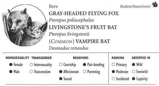 GRAYHEADED FLYING FOX IDENTIFICATION A large bat with an enormous wingspan - фото 143