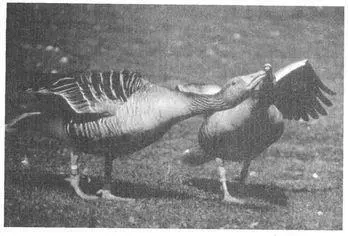 Paired ganders also sometimes engage in courtship and sexual behavior with one - фото 145
