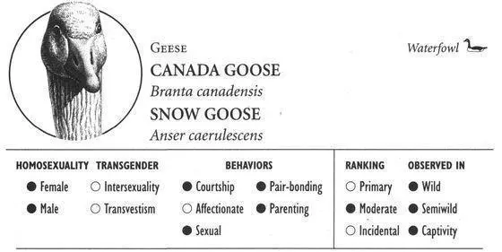 CANADA GOOSE IDENTIFICATION A brownplumaged goose with a distinctive black - фото 147