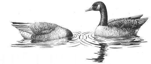 More successful lesbian parenting occurs in Snow Geese Pairbonds between - фото 148