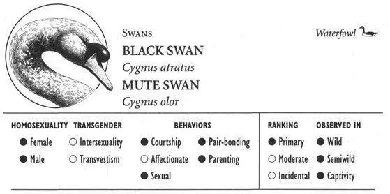 BLACK SWAN IDENTIFICATION The only swan with fully black plumage wing - фото 149