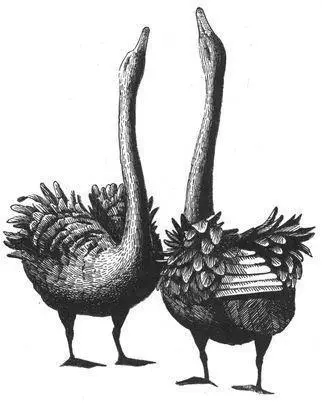 Both male and female homosexual pairs occur in Mute Swans In female pairs - фото 150