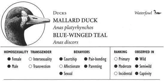 MALLARD DUCK IDENTIFICATION A familiar duck with a blue wing patch an - фото 151