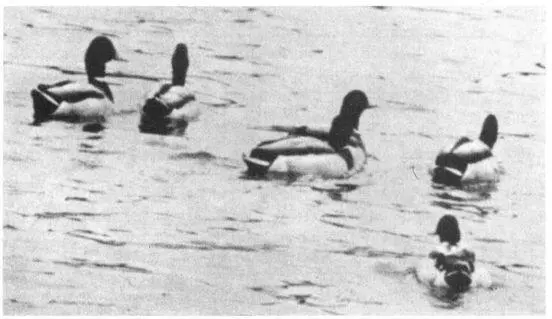 Male Mallards that have been raised together also frequently develop homosexual - фото 153