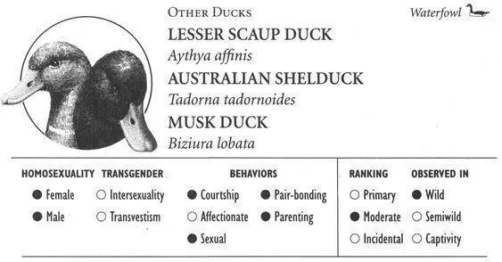LESSER SCAUP DUCK IDENTIFICATION A broadbilled duck with a purplish black - фото 154