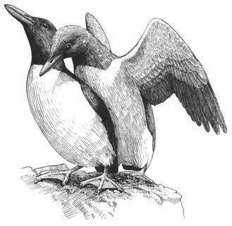 A similar form of rape occurs among Laysan Albatrosses Early in the breeding - фото 157