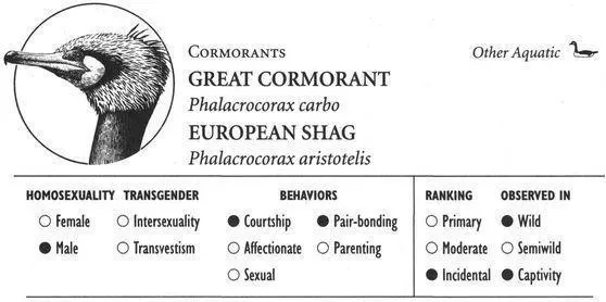 GREAT CORMORANT IDENTIFICATION A large 3 foot black webfooted bird with - фото 158