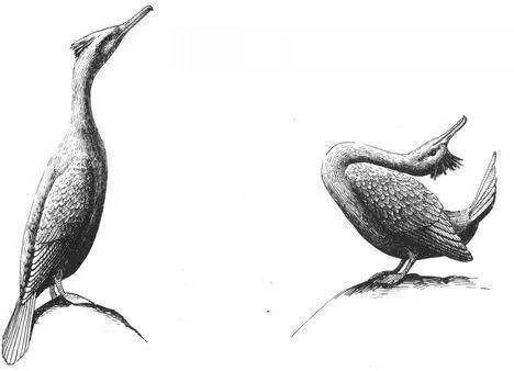 Nonmonogamous matings and courting of birds other than ones partner occur in - фото 159