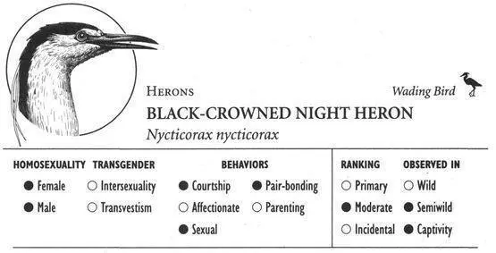 IDENTIFICATION A stocky mediumsized 2 foot long heron with a black crown - фото 162