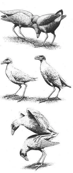 Orientation Many adult breeding Pukeko are probably bisexual capable of - фото 165