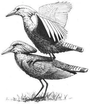Frequency Social courtship displays including ritualized samesex mounting - фото 167