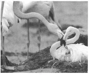 Frequency In most captive populations with samesex couples about 56 - фото 169