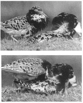 Female Ruffsalso known as Reevesengage in homosexual behavior as well They - фото 171