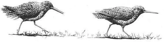 Male Redshanks court other males with a GROUND CHASE also used in heterosexual - фото 173