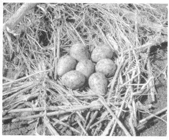 Frequency In Blackwinged Stilts female pairs may constitute anywhere from - фото 175